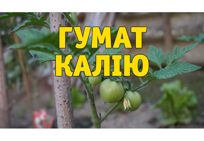 Що таке гумати? 