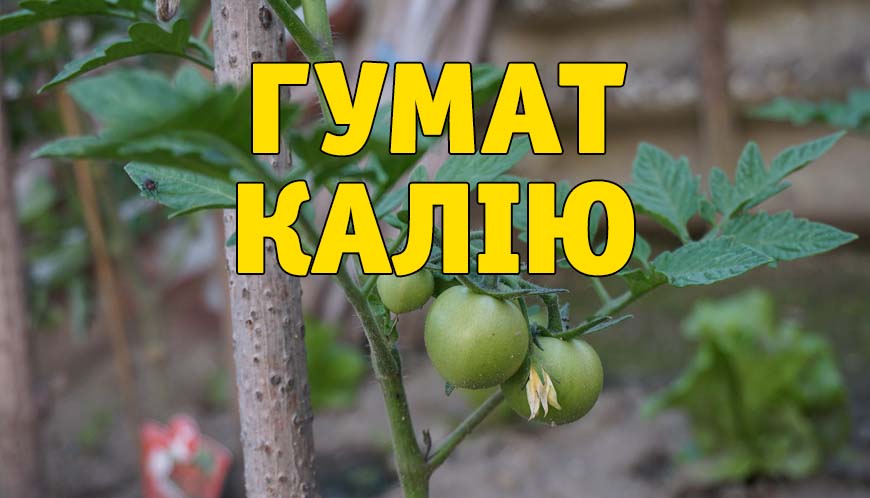 Що таке гумати? 